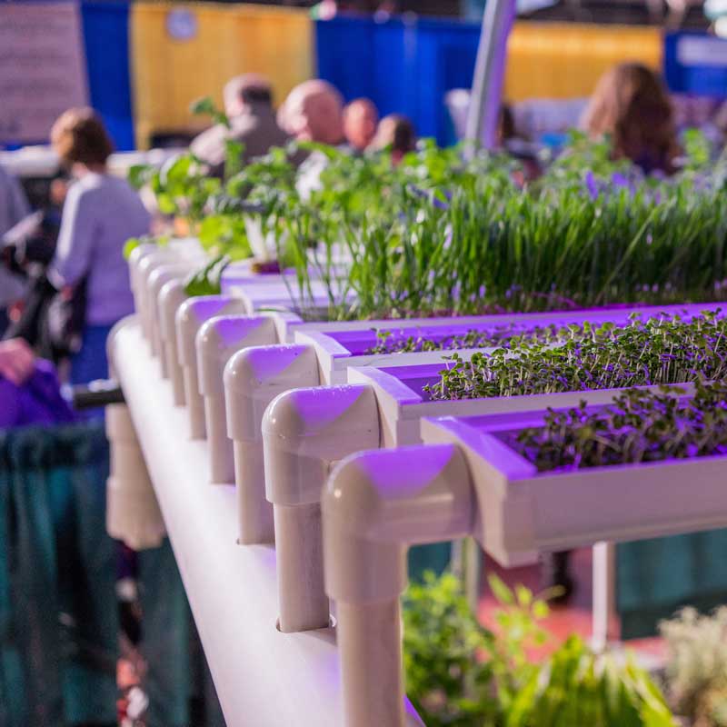 Organically-grown produce from our aquaponics system in New Cumberland, PA